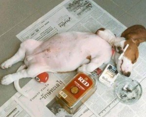 drunk%20dog.jpg