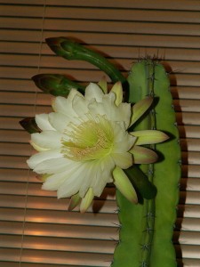 PICT0014-1.JPG