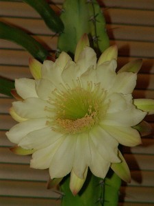 PICT0012-1.JPG