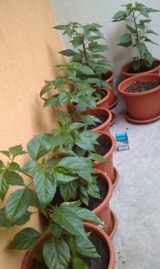 IMAG0094.jpg