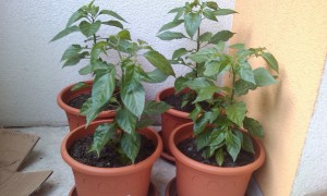 IMAG0095.jpg