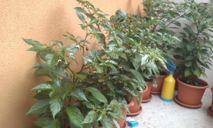 IMAG0037.jpg