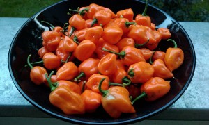 IMAG0239.jpg