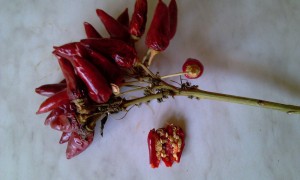 IMAG0112.jpg