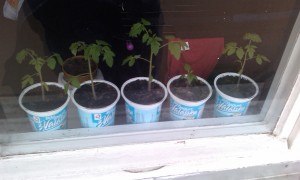 IMAG0083.jpg