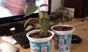 IMAG0095.jpg