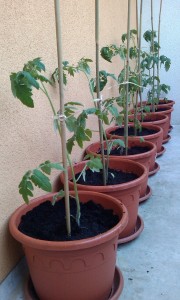 IMAG0098.jpg