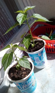 IMAG0113.jpg