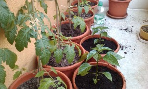 IMAG0118.jpg