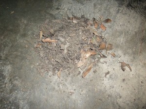 DSCI0683.JPG