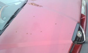 IMAG0469.jpg
